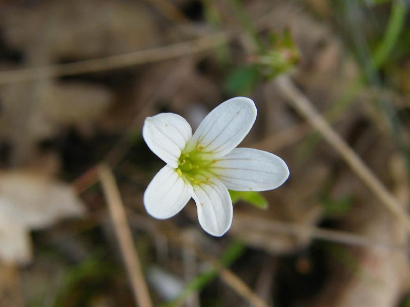 Saxifraga caesia.JPG